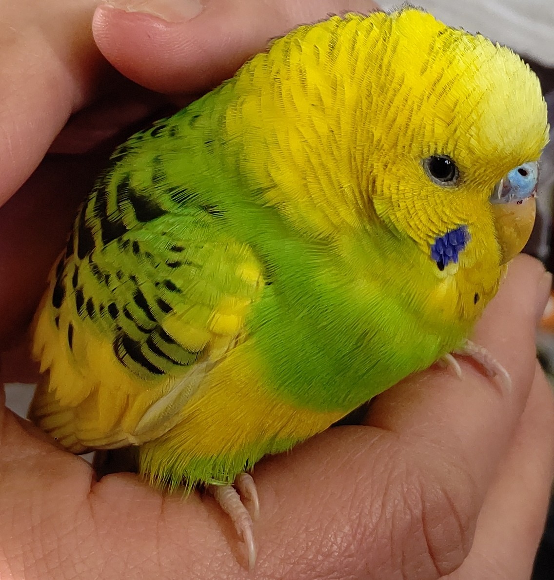 TSUBASA6077's tweet photo. 【保護情報】※TSUBASAが保護している鳥ではありません
セキセイインコ　(黄色と黄緑　オス)
保護日 2月2日15時30分頃
場所    大阪府八尾市北亀井町3丁目の交差点付近で保護されました
お心当たりの方は、以下の警察署にお問い合わせください
八尾警察署（警察にて保護）072-992-1234 https://t.co/y5A3QYZlNn