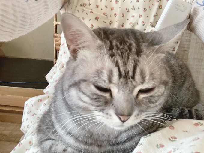 猫カフェ行ってきたよ〜🐱 