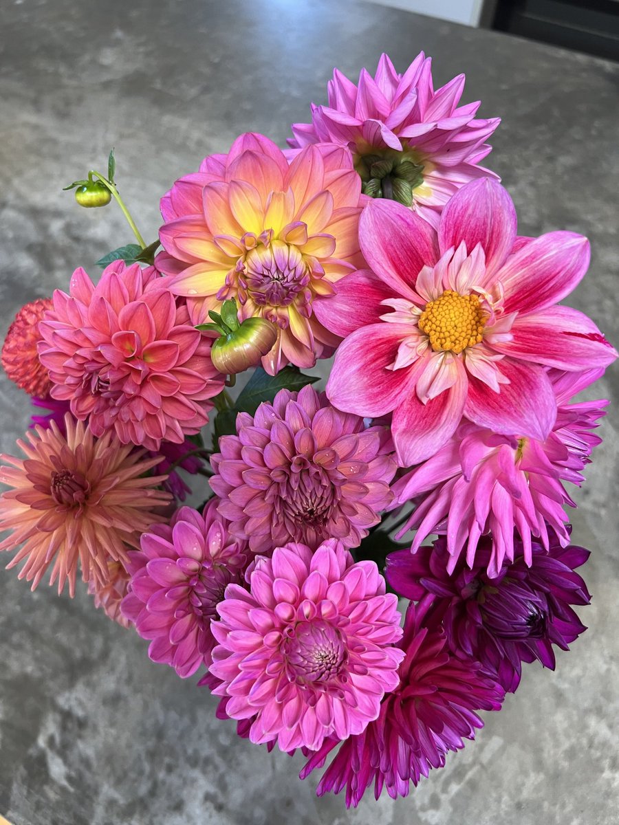 Good morning from Dorset Dahlias. #dahlias #dahlialove #flowers #GardeningTwitter #GardeningX