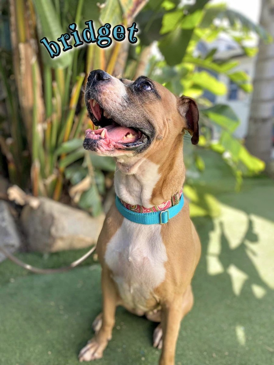 Joyful sweet 7 yo Bridget is calm, chill &amp; also, a Boxer, so a wiggly bummed adventure companion too! She loves car rides &amp; the outdoors, walks &amp; playtime. She's just been overlooked for too long. 🥹💕
#rehometour #k9hour #sandiego #adoptme #seniordog #boxer