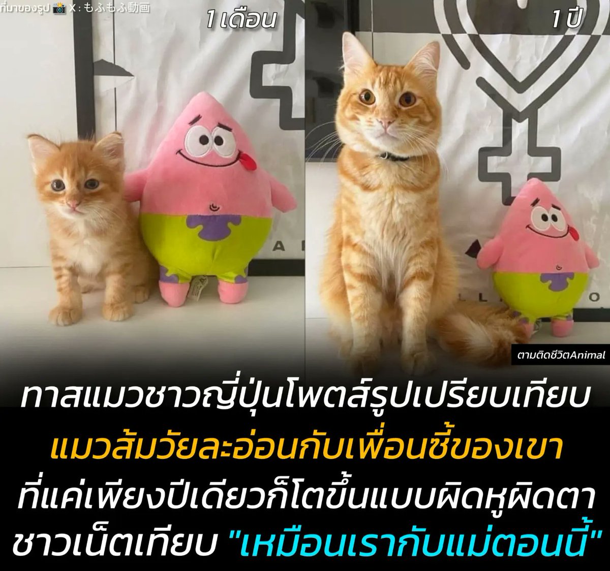 AnimalFW_TH's tweet photo. ทาสแมวชาวญี่ปุ่นโพสต์รูปแมวส้มวัยละอ่อนกับตุ๊กตาแพทริคเพื่อนซี้ บอก "แมวเป็นสิ่งมีชีวิตที่โตไว้แบบผิดหูผิดตา" แค่ระยะเวลาปีเดียวก็เปลี่ยนไปมากขนาดนี้แล้ว ชาวเน็ตอีกคนบอก "เหมือนเรากับแม่ตอนนี้เลย"
แมวส้ม : ทำไมนายถึงตัวเล็กลง 😳
แพทริค : นายต่างหากที่ตัวโตขึ้น 😂

ที่มาของรูป 📸 X : もふもふ動画