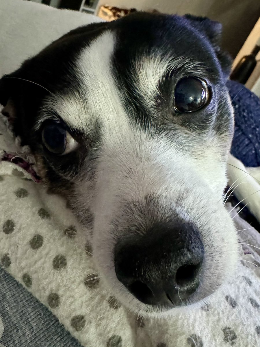 Max_n_Ruby's tweet photo. #OPLIVE #REELZ #OPLMUG #GIVEAWAY
Hopefully I’m not too late! ~Ruby 🐾 https://t.co/DetI04CbHW
