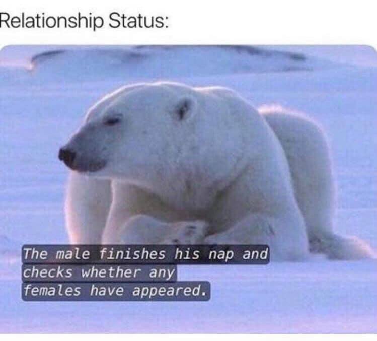 Spill The Memes (@spillthememes) on Twitter photo 