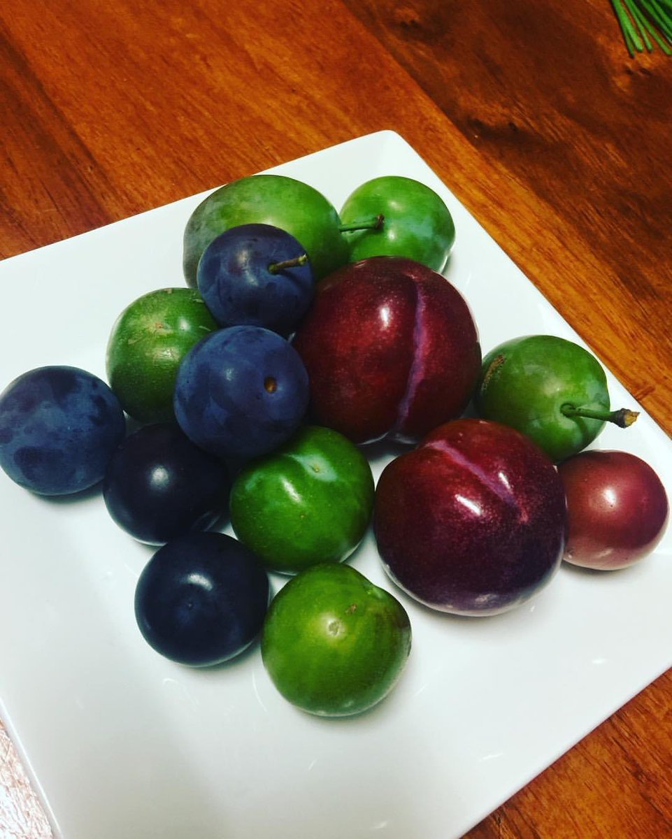 A few years ago we grew and picked 4 distinct varieties of plums 
The greengage is sweet and ripe though green 
Birds got them this year only have the 
Satsumas