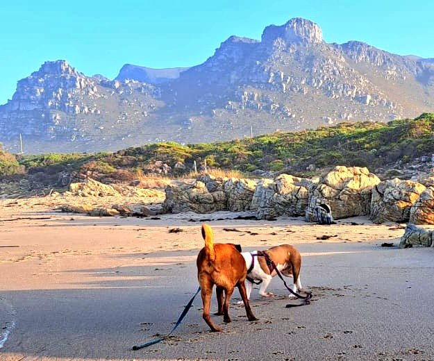 Laurika 🌻🐕🌊 tweet media