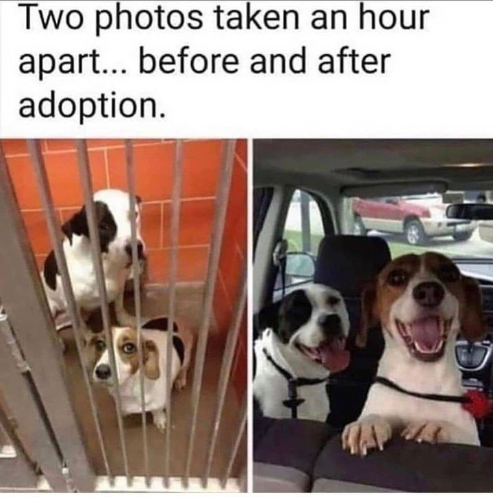 And I cannot stress enough that if/when you're thinking about adding a furry little love to your family, PLEASE, PLEASE, PLEASE visit your local shelter to #ADOPT &amp; #RESCUE rather than shopping with a breeder or pet store. You will never, ever be sorry!🙏🙏🙏