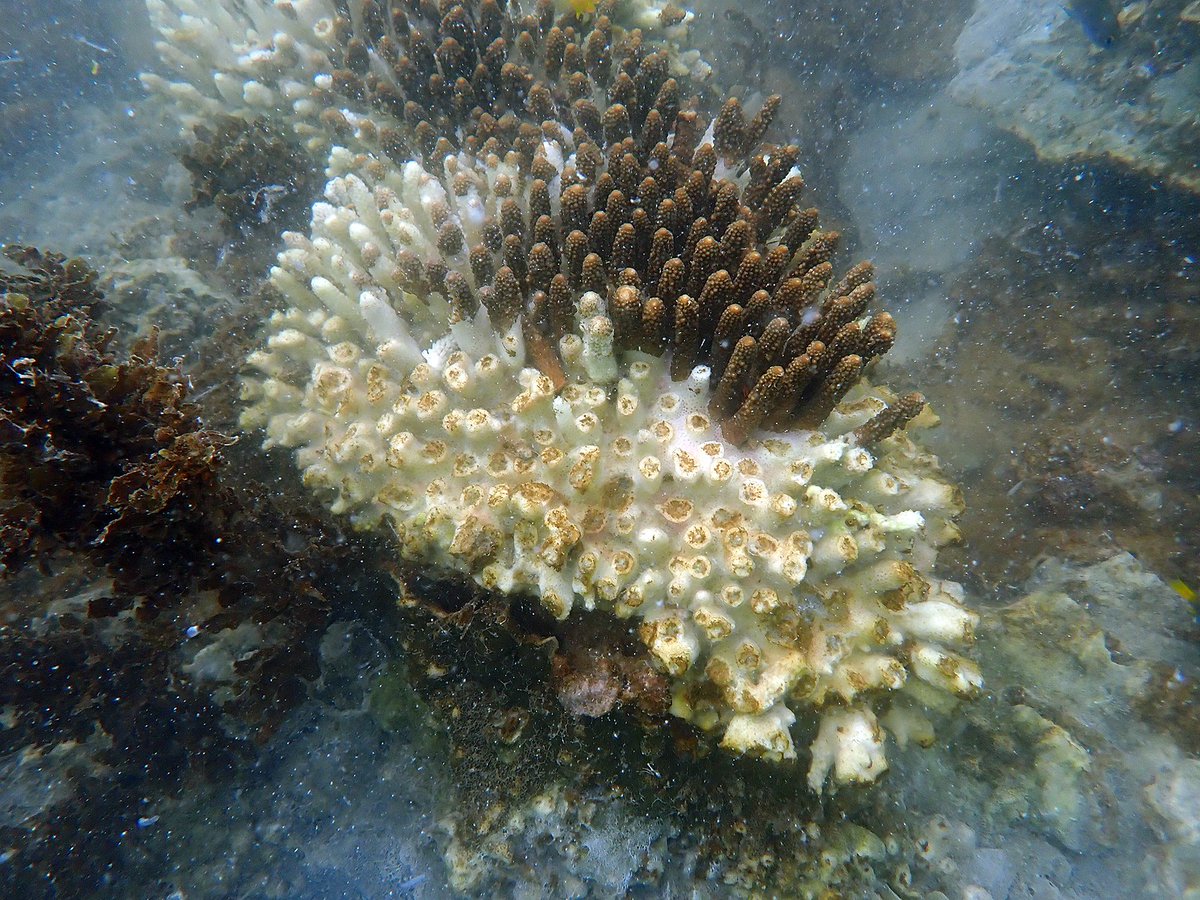 Coral Sea Foundation tweet media