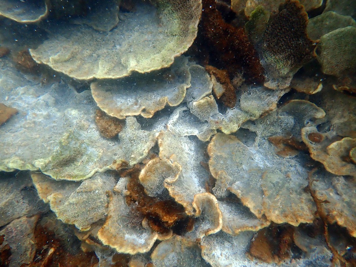 Coral Sea Foundation tweet media