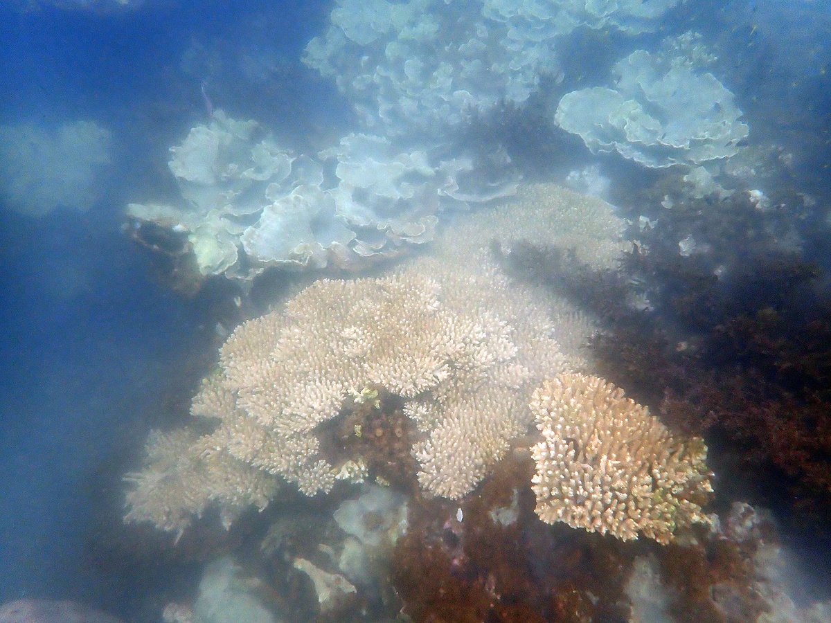 Coral Sea Foundation tweet media