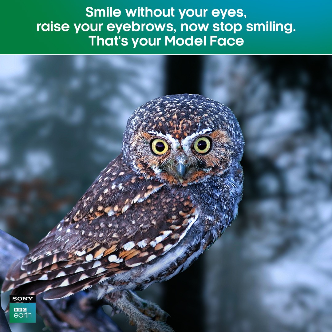 SonyBBCEarth's tweet photo. That owl's got some talent! 😍
#SonyBBCEarth #FeelAlive #Nature #Wildlife #Bird #AnimalMeme #Owl #Animal #ModelFace https://t.co/MOVvYVMZTd