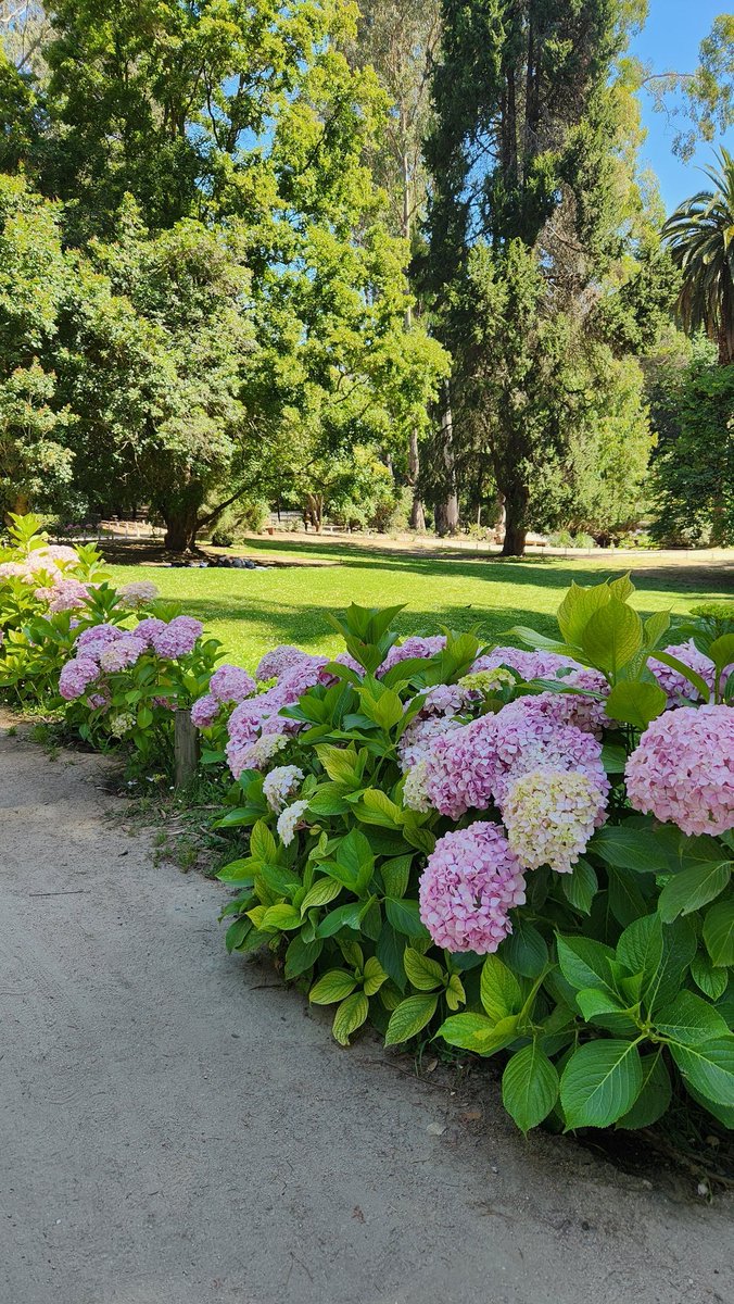 kookmetchi's tweet photo. pensar que hace tan poquito fui al jardín botánico, ya no podré ir más:(
bastardos y la ctm, nos quitaron un lugar tan hermoso donde la gente iba a despejarse, calmarse, pasar tiempo con la familia y amigos, le quitaron a viña lo más bonito que tenía, tengo tanta rabia y pena wn https://t.co/gvIk3y1lSG