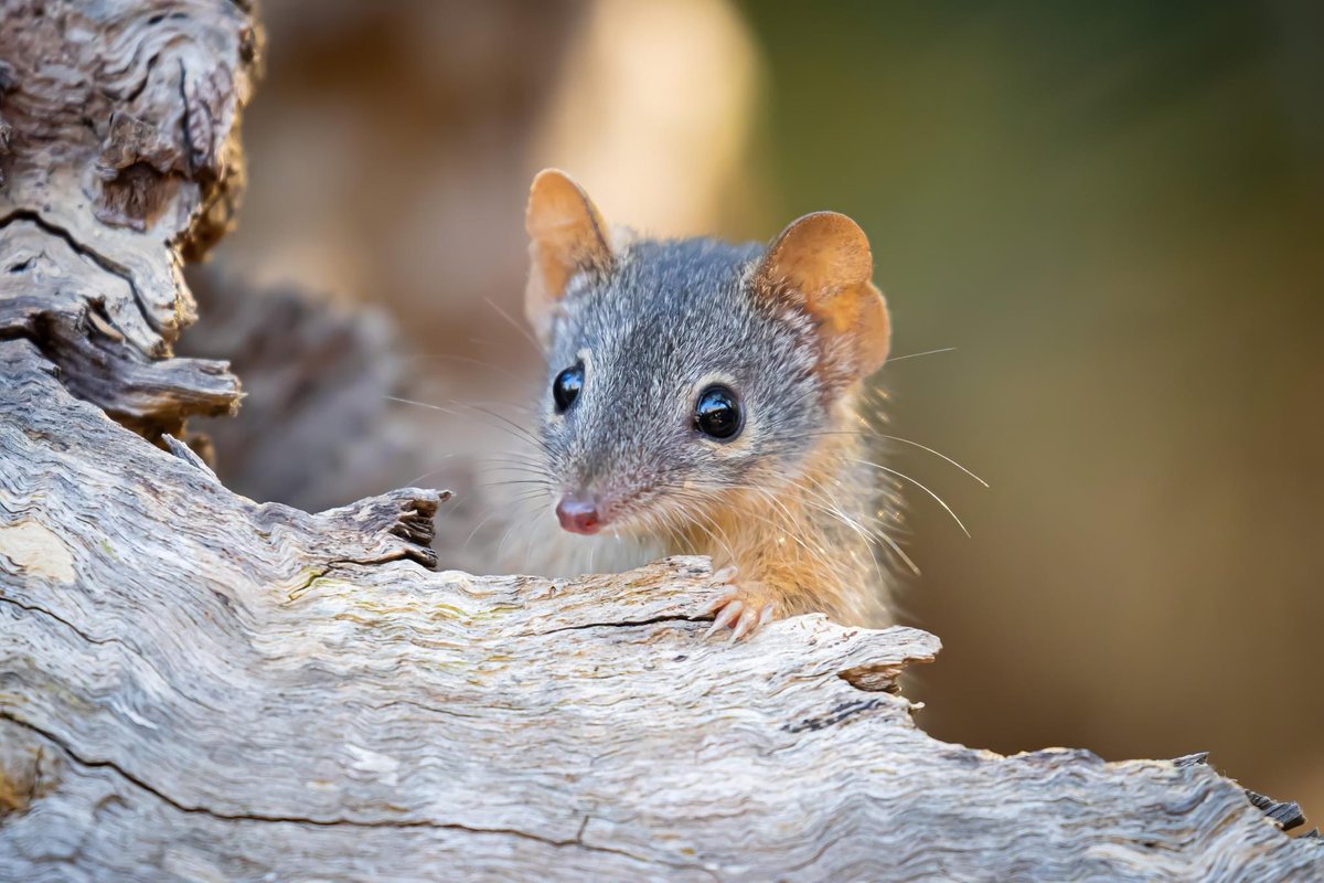CBoyleImages's tweet image. An Antechinus taken early this morning before it hit 40c. Such fantastic little mammals to watch go about their daily business 😀
.
.
.
#adelaide #antechinus #mammals #nature #morialtafalls #wildoz #cute #mouse #australia #summer #wildlife #photography #mammalwatching