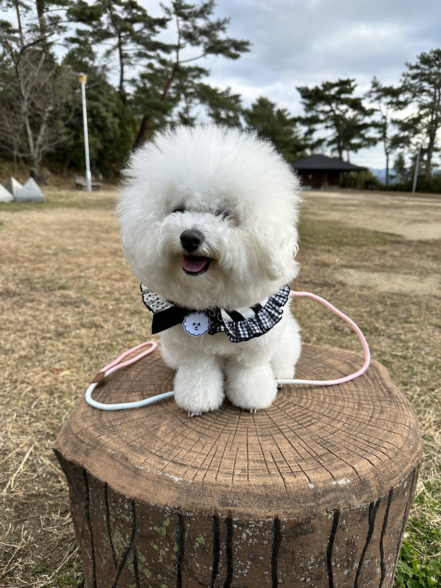 soph0531's tweet photo. 散歩🐾𓏸𓈒(ง ˙˘˙ )ว https://t.co/fDB8XFbp9r