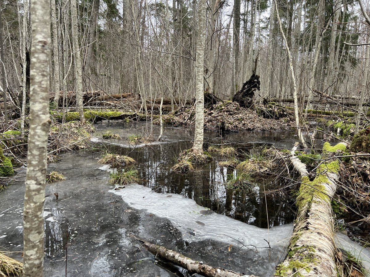 Imants Krūze tweet media