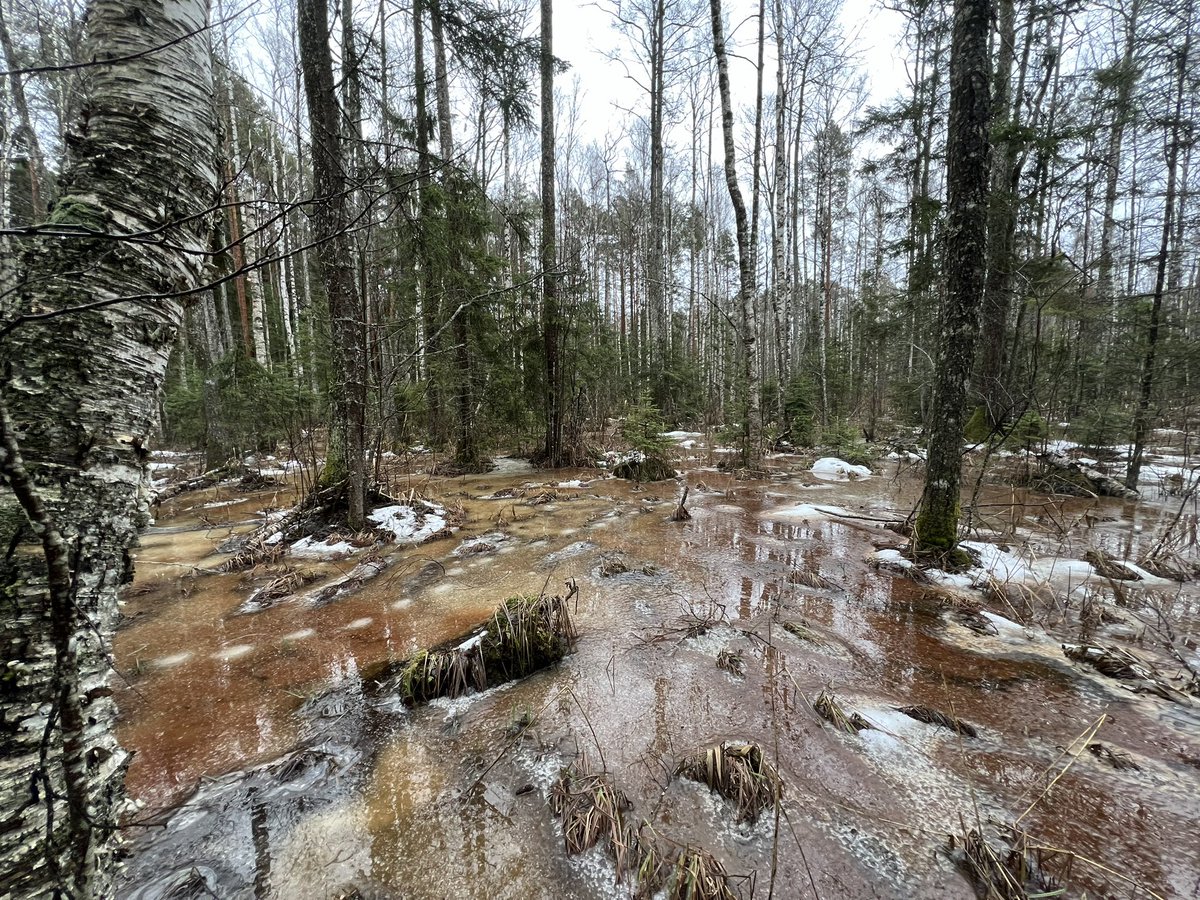 Imants Krūze tweet media