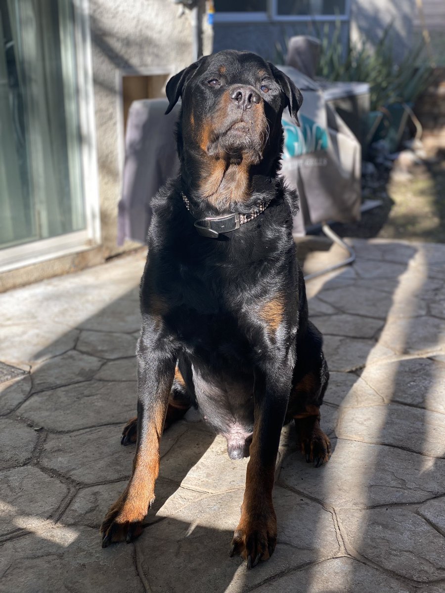 Rottweiler tweet media