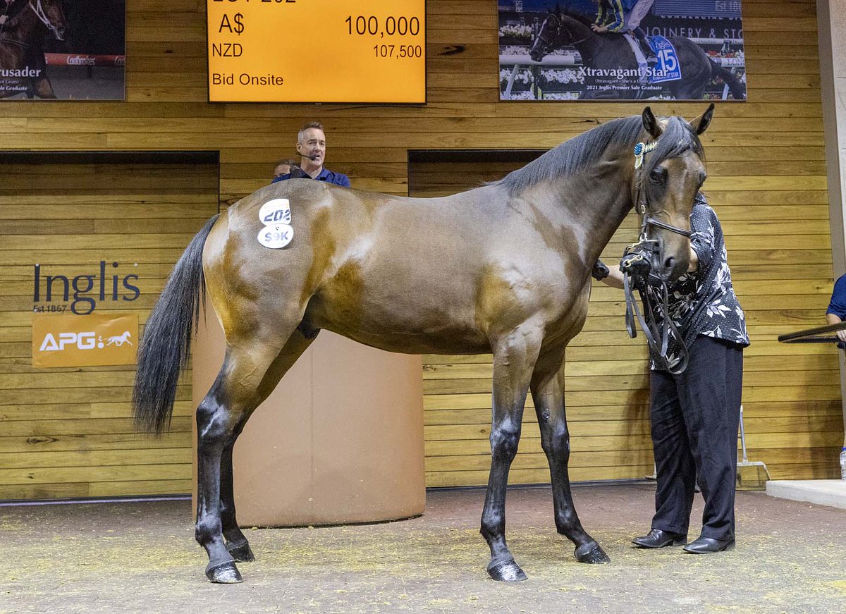 The Art Major colt out of the Village Jasper mare Sahara Miss sold for $100k to Kevin Gordon <a href="/AustPacingGold/">APG Ltd</a> <a href="/TheTrotsComAu/">The Trots</a>