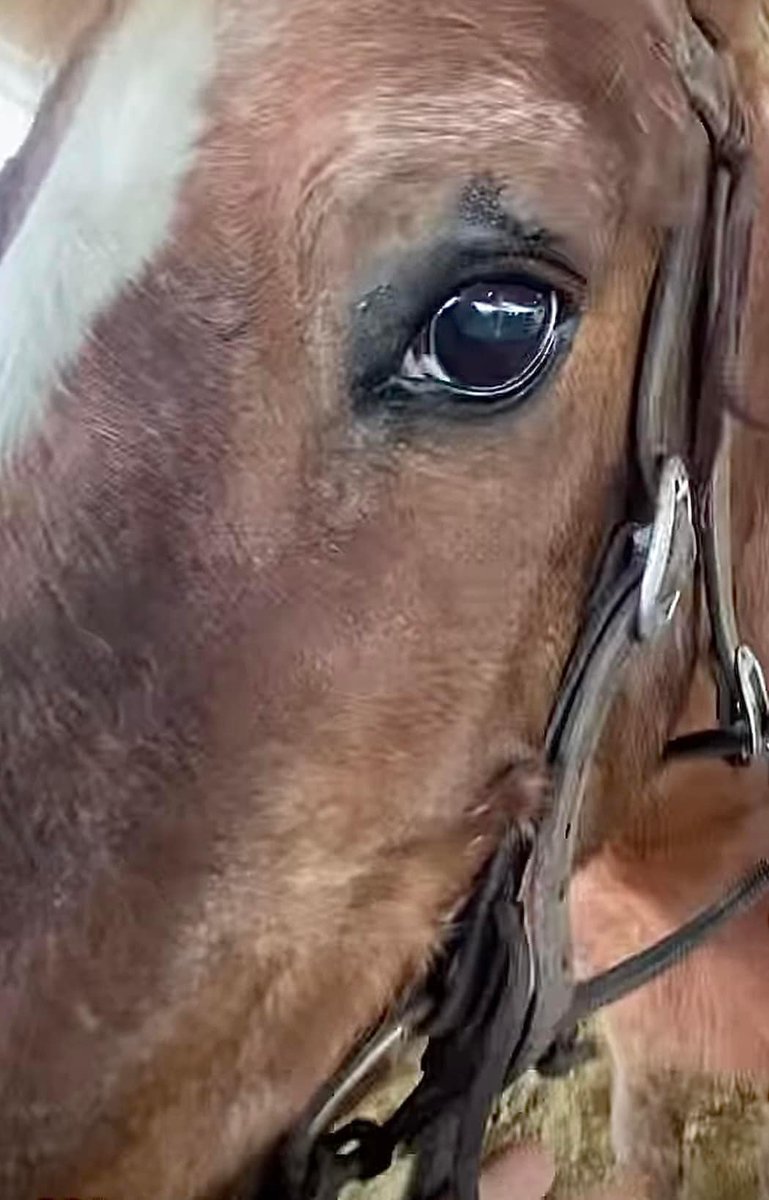 It doesn't look good for the 2 BLM mustangs $363.50 needed for the senior & $900 for the 11 y/o by NOON Sunday Need 2 #Miracles paypal.com/donate/?hosted… venmo.com/u/SaveourWildH… buy.stripe.com/4gw7tI8sYdUJ1X… #StopTheRoundups #horserescue #Donate #share