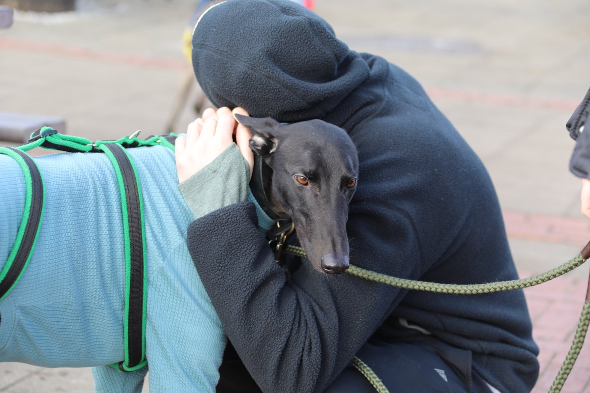 SighthoundSocialClub tweet media