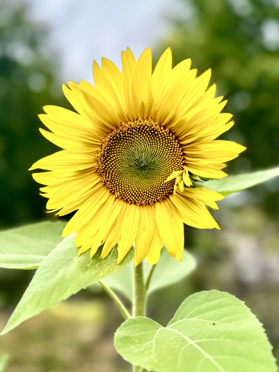sunflowersig tweet picture