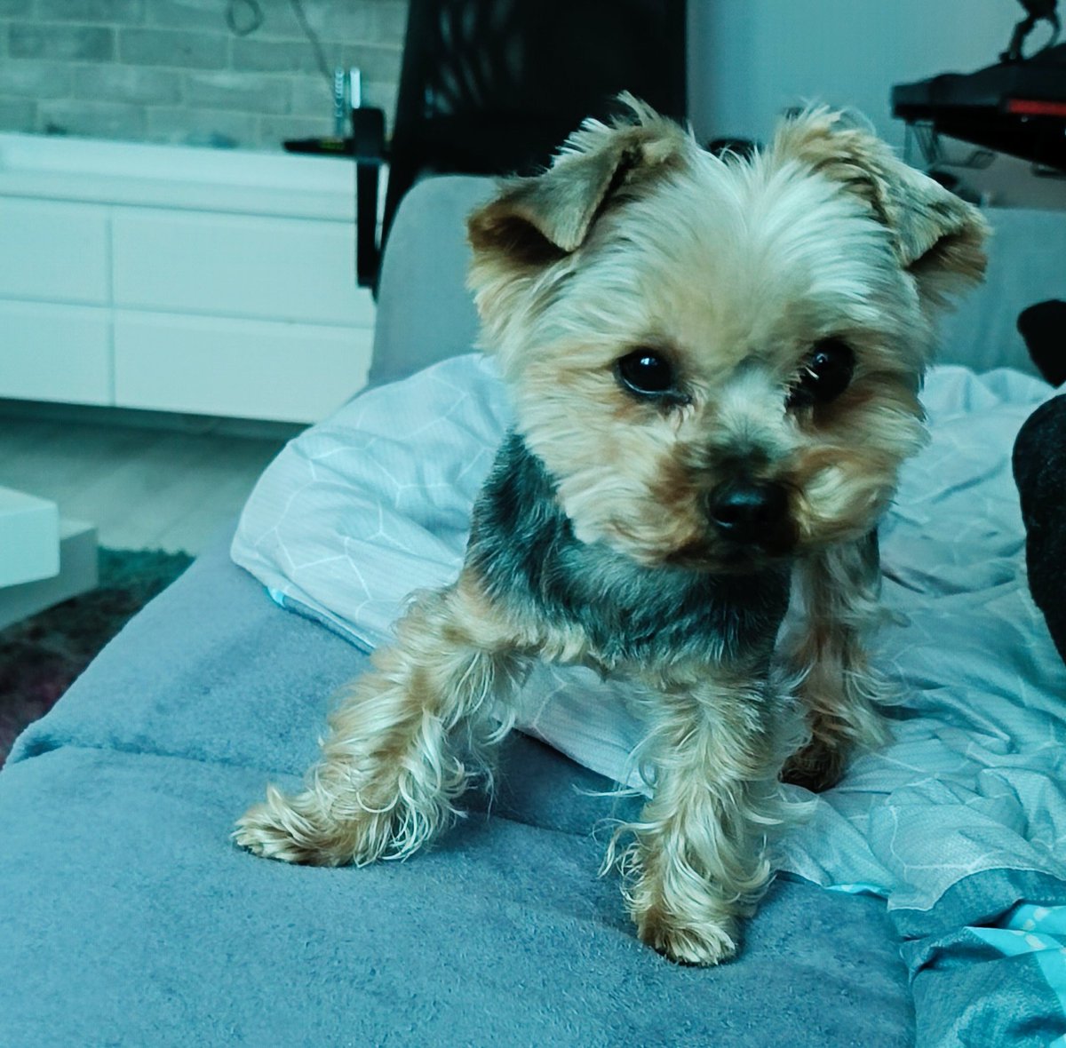 @vy_uwa dogie