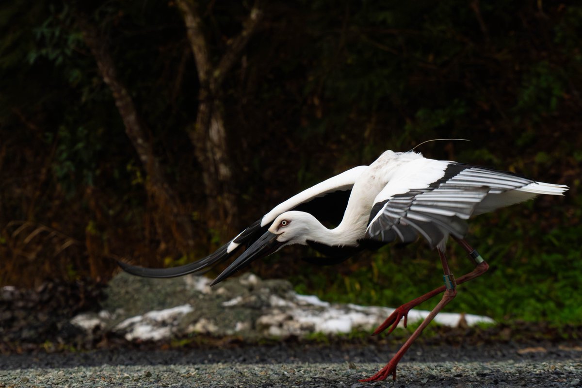 s7t73pf71's tweet photo. コウノトリの夫婦、巣作り開始
#コウノトリ #野鳥 #j0118 #げんきくん #J0051 #雲南市 https://t.co/Eqo5MiNAyo