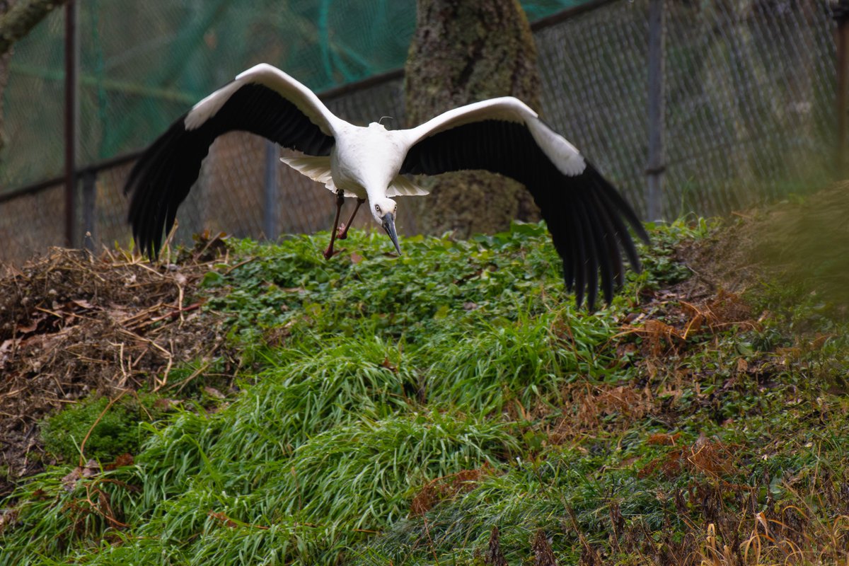 s7t73pf71's tweet photo. コウノトリの夫婦、巣作り開始
#コウノトリ #野鳥 #j0118 #げんきくん #J0051 #雲南市 https://t.co/Eqo5MiNAyo