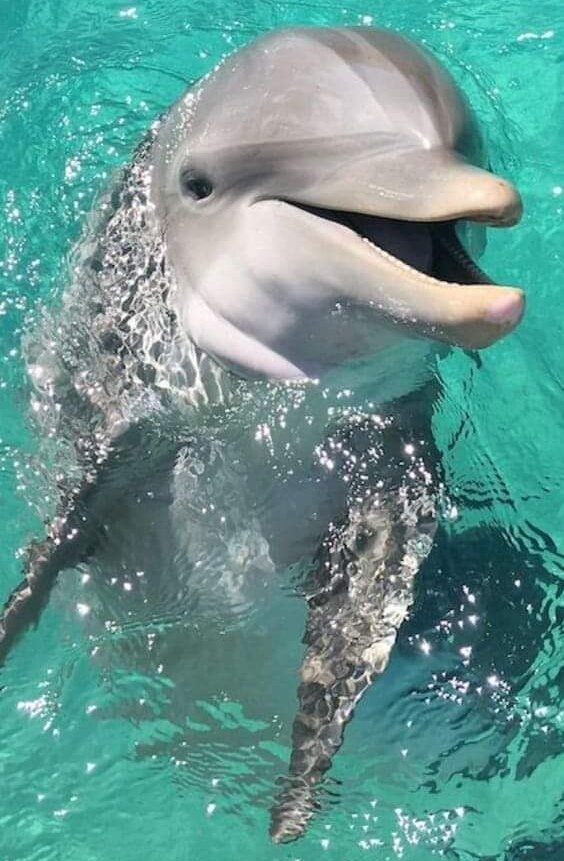 Hola!!!.. 🤗💦🐬💦🥰😘