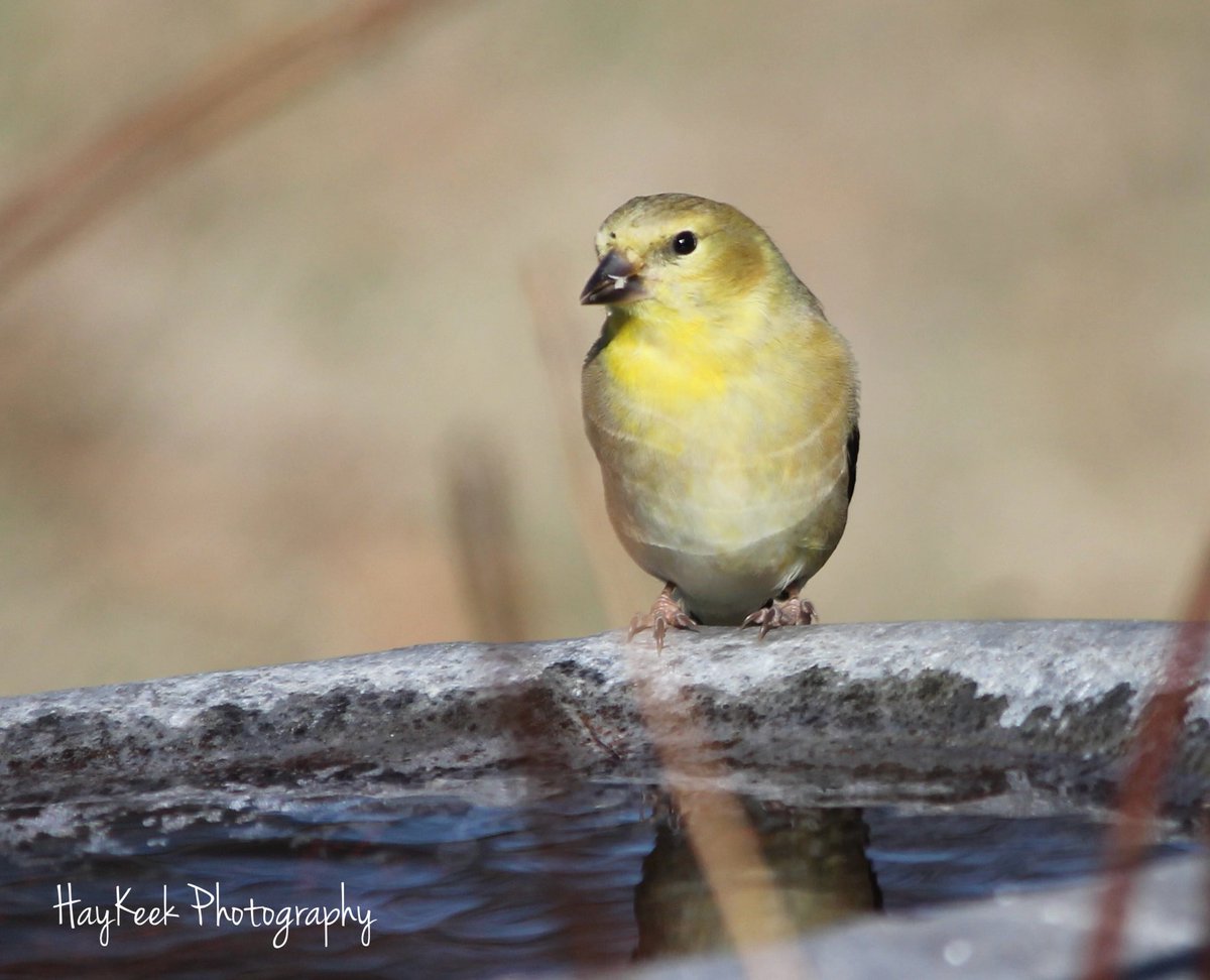 I feel like the #Goldfinch are counting down the days to when they will be a bright and beautiful yellow again. #Birds #BirdPhotography #BirdWatcher #Nature #HayKeeksYard #HayKeekPhotography #AtokaTN #Tennessee