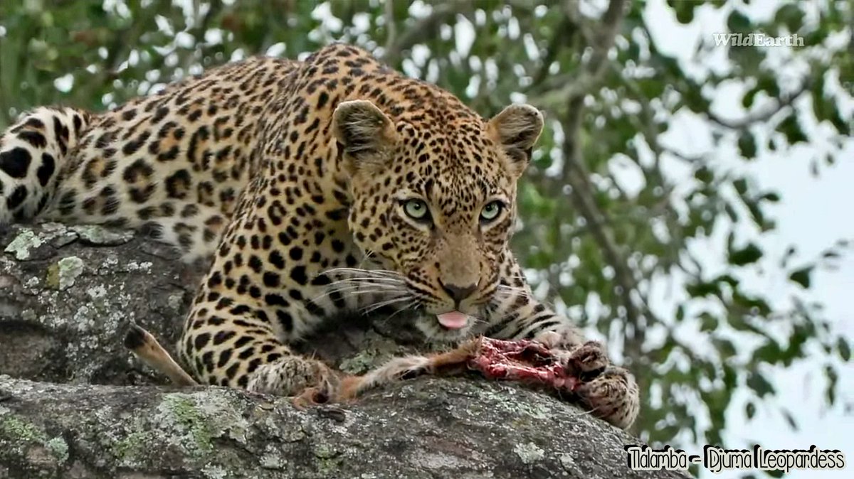 Annimal_Lover's tweet photo. Thanks all for outstanding safari; to the guides, cam-ops, WE, MC, and all Twitter peeps!.. 👋 🥰  #WildEarth   Tlalamba - Djuma Leopardess https://t.co/BR2fSIvTmX