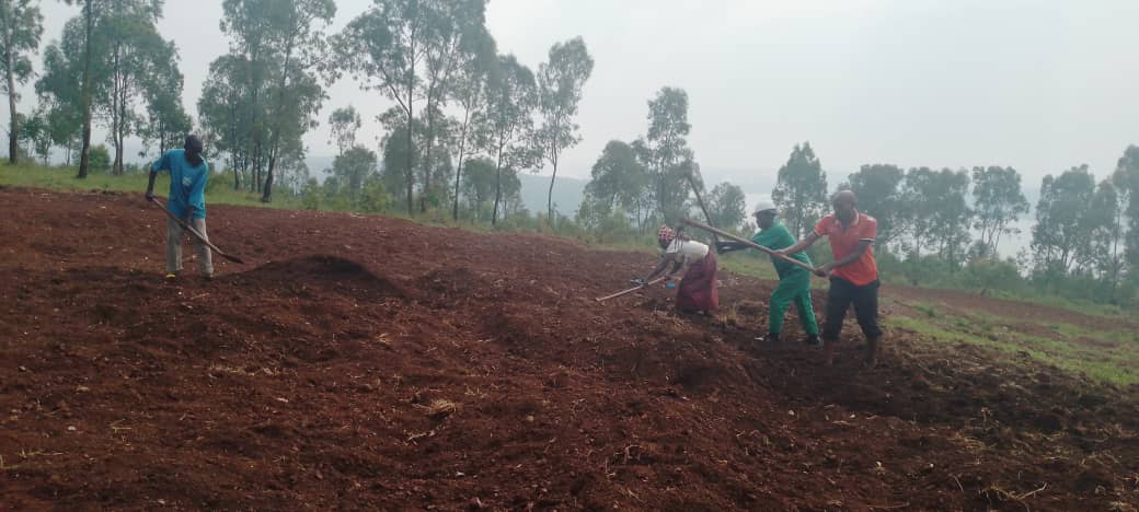 sector_murambi's tweet photo. None kuwa 03/02/2024 mu Murenge wa Murambi twabyukiye mu Muganda wo gusiza ibibanza by'ahazubakwa amazu azatuzwamo abaturage batishoboye .
@GatsiboDistrict 
@RwandaLocalGov 
@sector_murambi https://t.co/JlqQlf7DKK