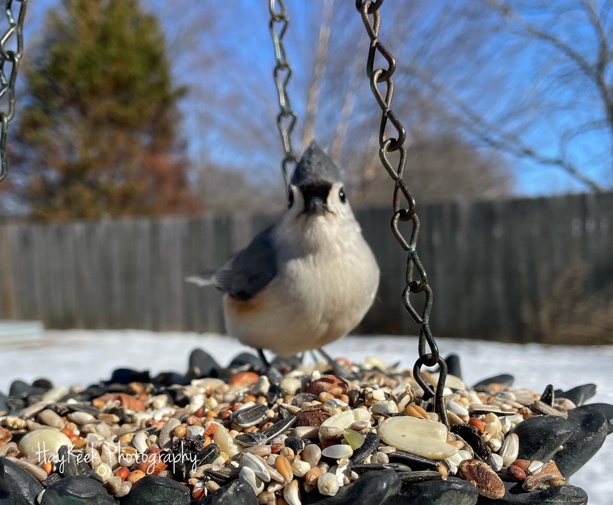 The #Tufties love the snow. Who knew? #TuftedTitmouse #Birds #BirdPhotography #BirdWatcher #Nature #HayKeeksYard #HayKeekPhotography #AtokaTN #Tennessee