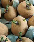 julia_katic's tweet photo. #24NewWords in 2024 3/24
Chitting
A method of preparing potatoes or other tubers for planting https://t.co/90ALBornUO