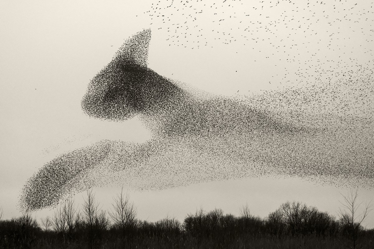 the_hindu's tweet photo. #InFrames | The Danish photographer Søren Solkær released his photographic monograph Starling on December 26, 2023. It is an exploration of starlings, which are passerine (perching) birds belonging to the family Sturnidae.
https://t.co/fwvWsL1sm7 https://t.co/Go5gRcn7OC