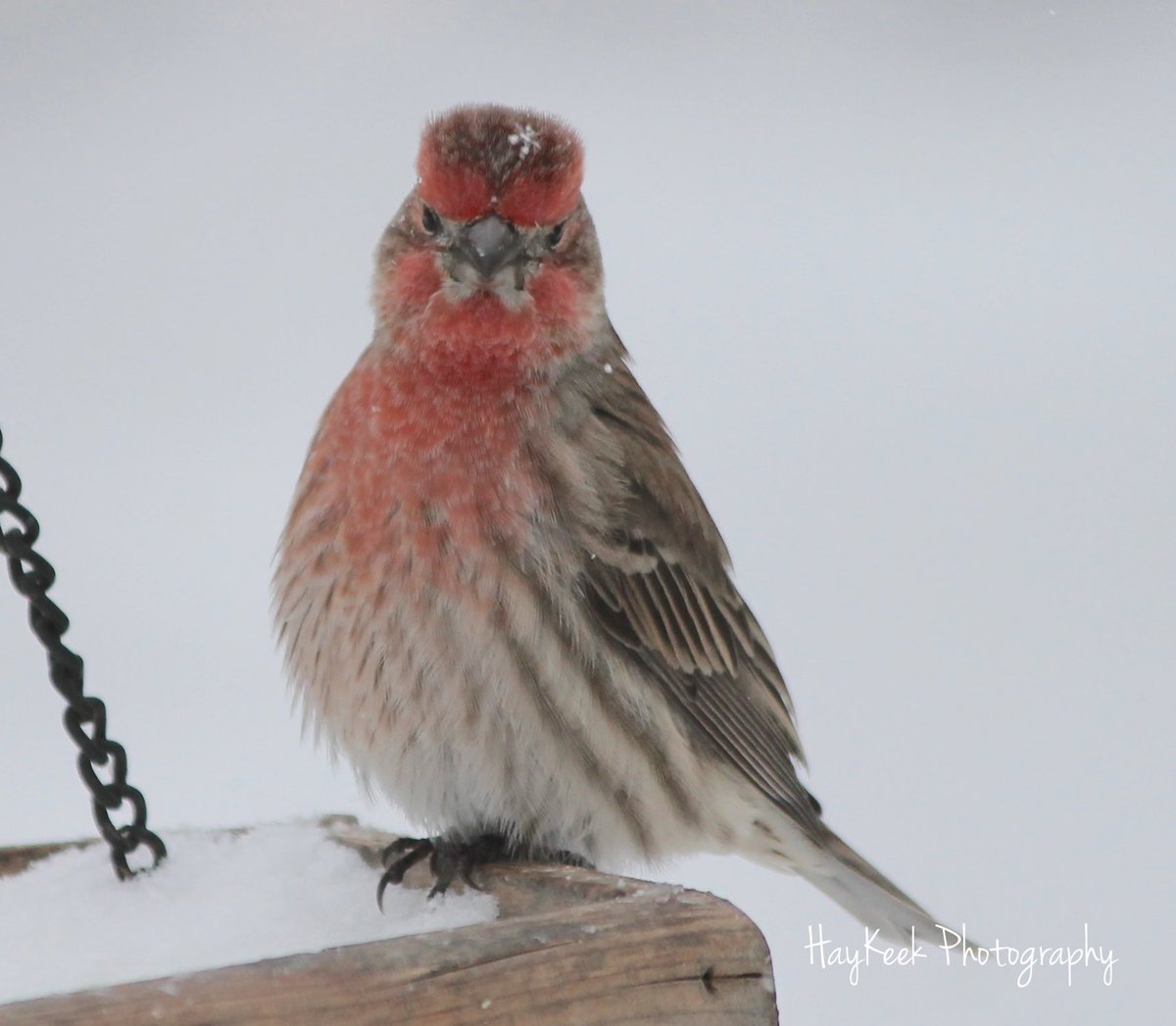 I can’t tell if this #HouseFinch loved or hated the #snow. Any guesses? #Birds #BirdPhotography #BirdWatcher #Nature #HayKeeksYard #HayKeekPhotography #AtokaTN #Tennessee