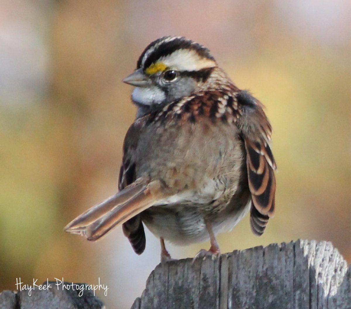 My darling #WhiteThroatedSparrows. I love them so. #Sparrows #Birds #BirdPhotography #BirdWatcher #Nature #HayKeeksYard #HayKeekPhotography #AtokaTN #Tennessee