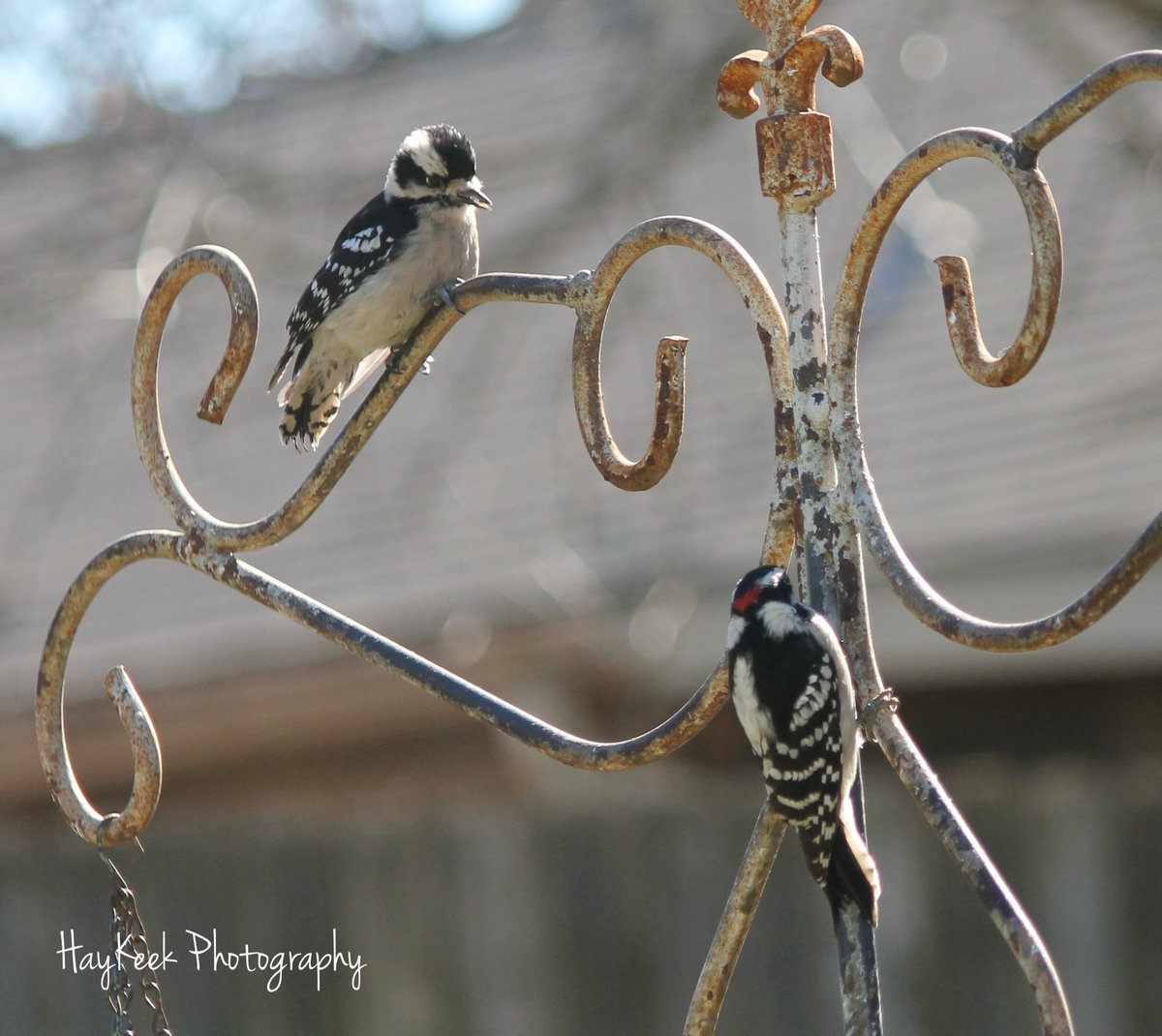 #DownyWoodpeckers #Woodpeckers #Birds #BirdPhotography #BirdWatcher #Nature #HayKeeksYard #HayKeekPhotography #AtokaTN #Tennessee