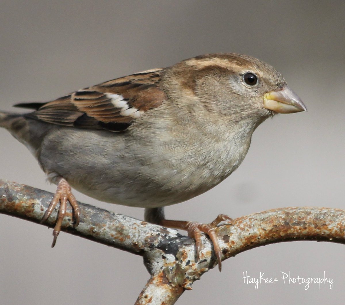 So handsome and pretty and always good for a laugh. #HouseSparrows #Sparrows #Birds #BirdPhotography #BirdWatcher #Nature #HayKeeksYard #HayKeekPhotography #AtokaTN #Tennessee