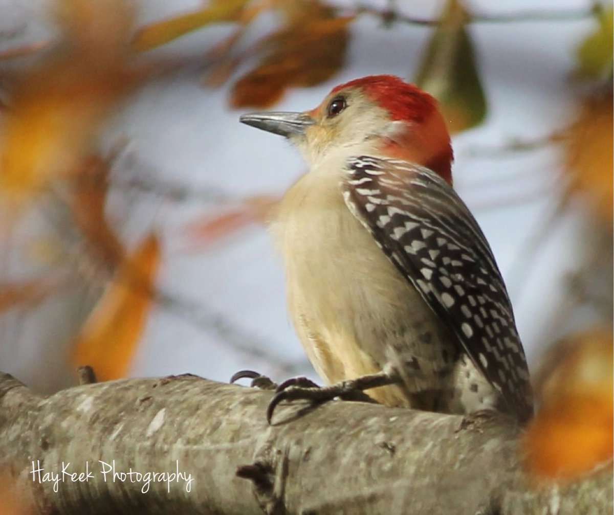 #RedBelliedWoodpecker #Woodpecker #Birds #BirdPhotography #BirdWatcher #Nature #HayKeeksYard #HayKeekPhotography #AtokaTN #Tennessee