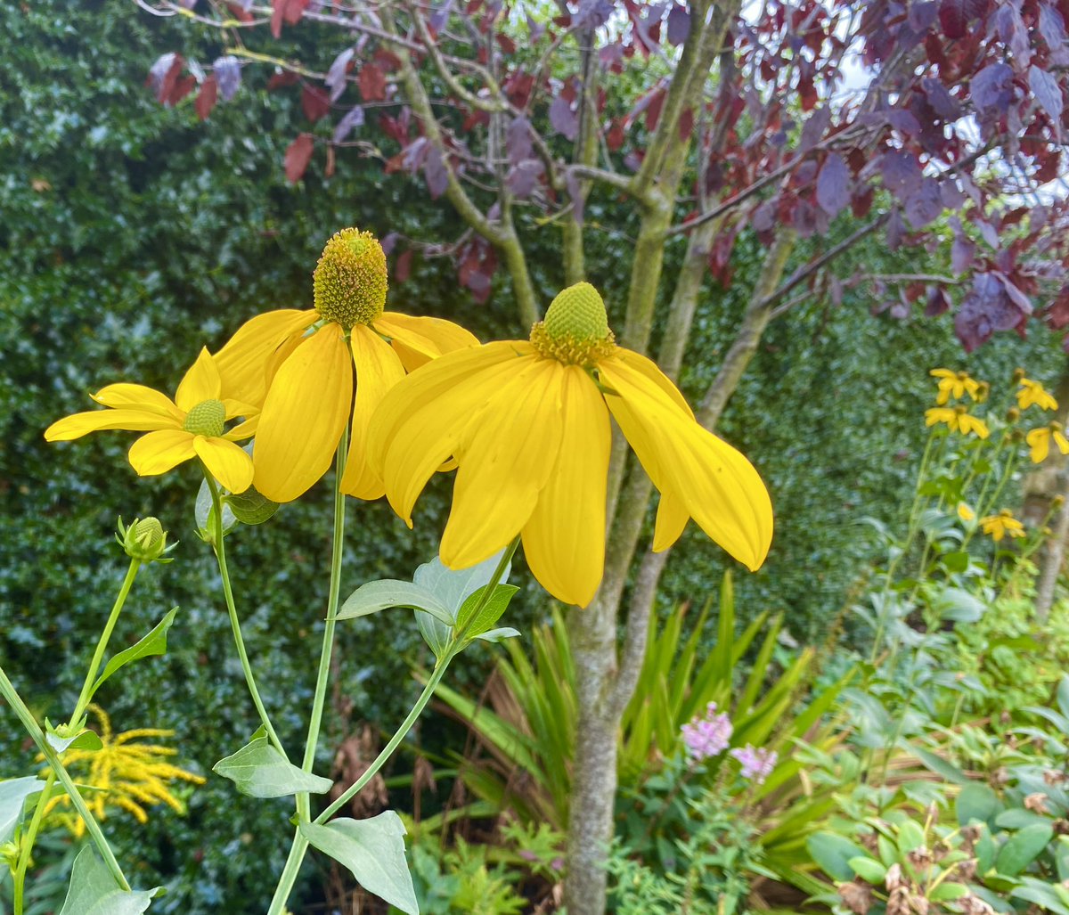 Harping back to September for todays #SundayYellow 🌿💛🌿💛🌿💛

#mygarden #rudbeckia #yellowflowers