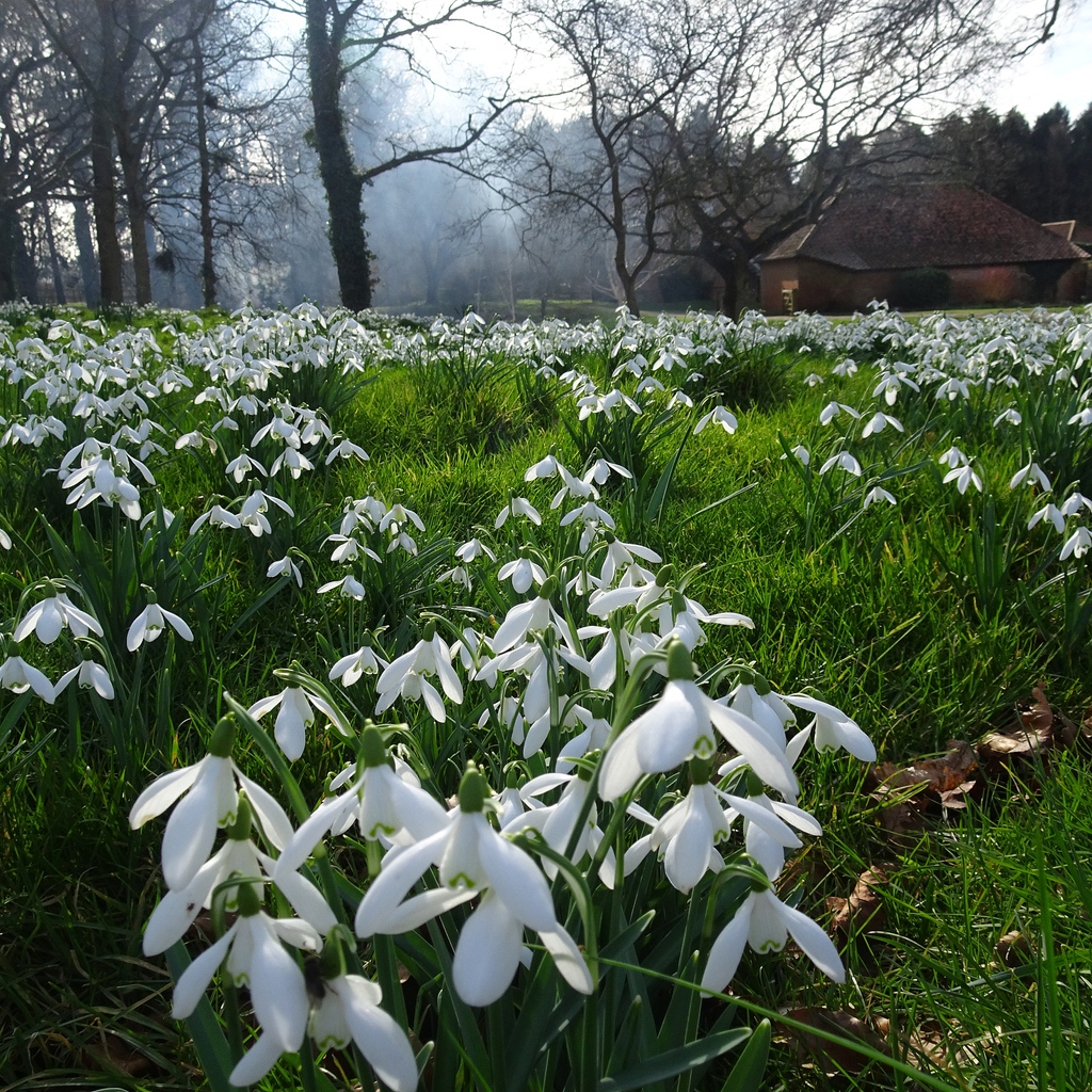 Did you know, research shows that wellbeing significantly improves after visiting a garden in winter?⁠
⁠
Click to read the full report👇️
bit.ly/NGSWinterWellb…
⁠
📷️Old Hall Farmhouse, Norfolk
⁠
#gardensaregoodforyou #gardensandhealth #getoutside