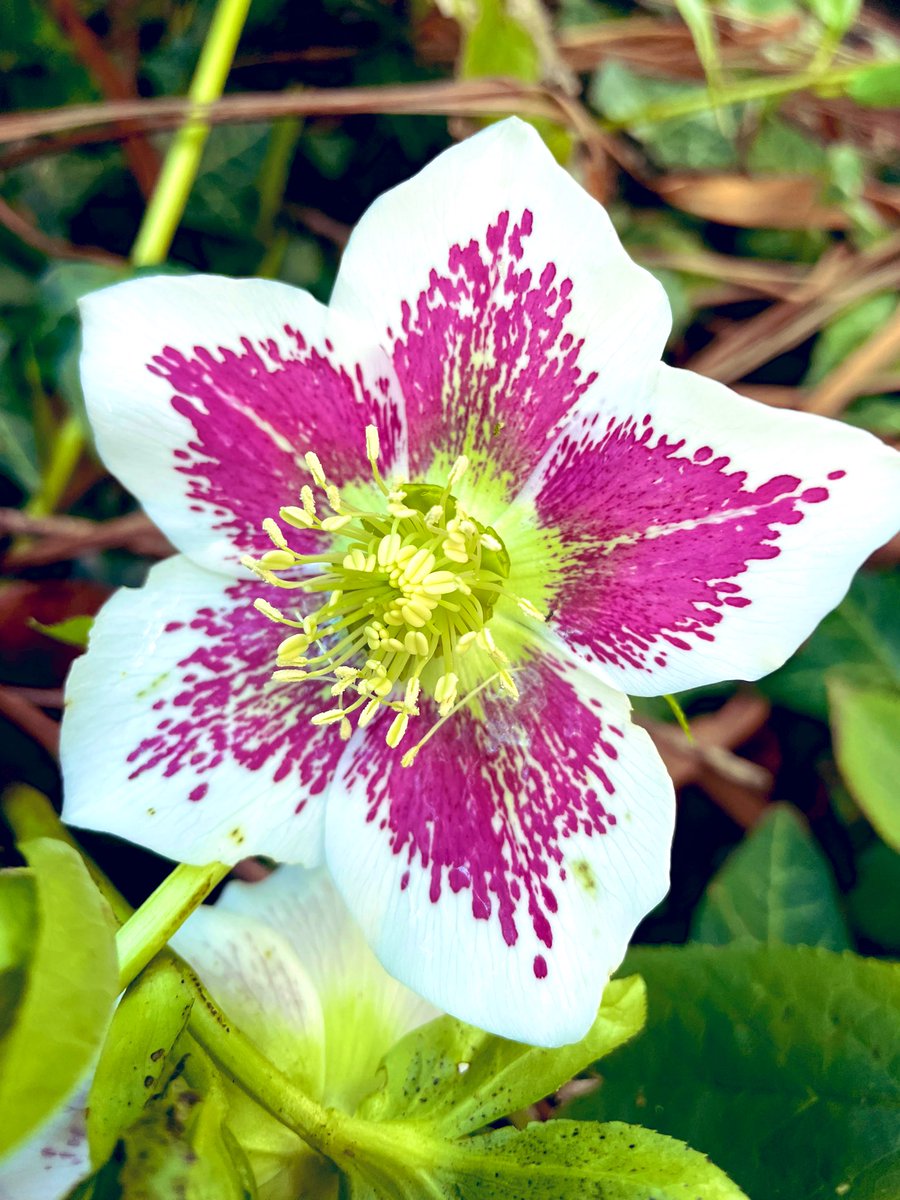 Today’s #humblebraggage you ask? the hellebores are out, with zero effort from me! What miracles of nature grace your garden? Share for a shoutout on my non-award-winning 📻 show @BBCDevon via @BBCSounds from 10am. All welcome 🙏