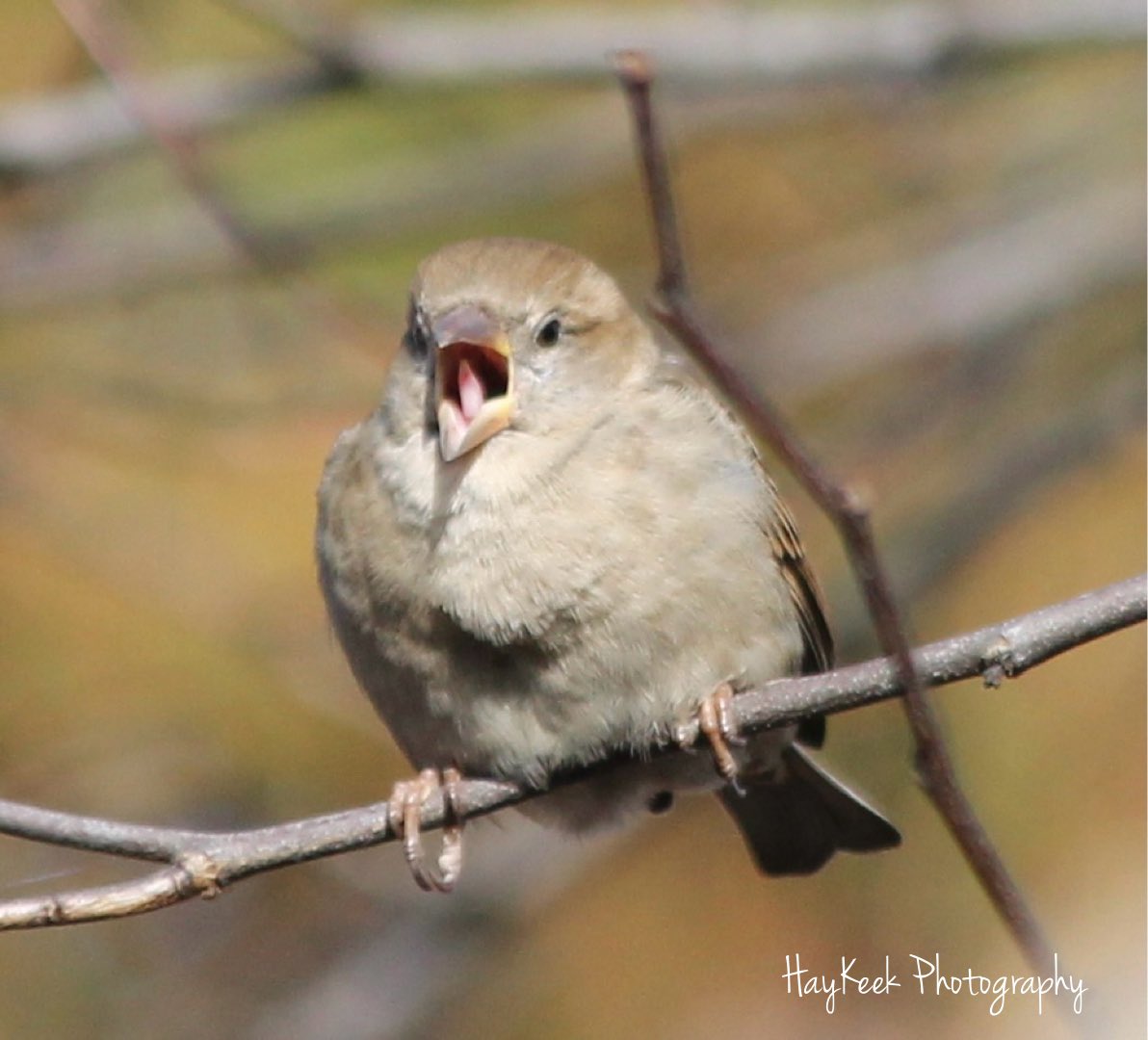 #Sing your heart out, sweetheart! 🎶 #HouseSparrow #Sparrow #Birds #BirdPhotography #BirdWatcher #Nature #HayKeeksYard #HayKeekPhotography #AtokaTN #Tennessee