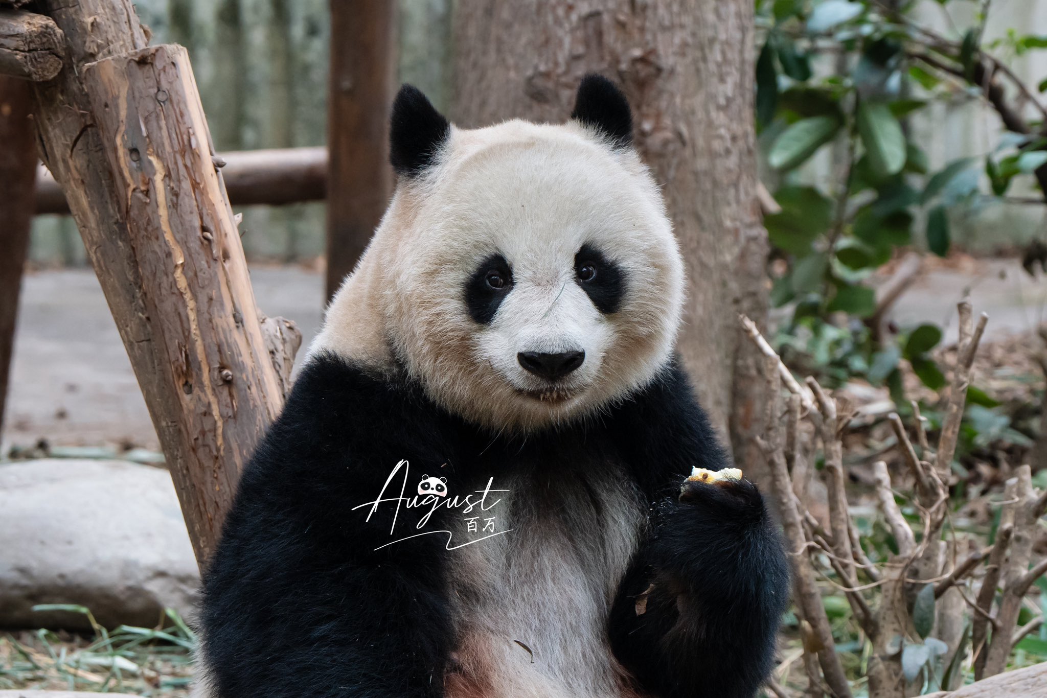 August百万on X: 