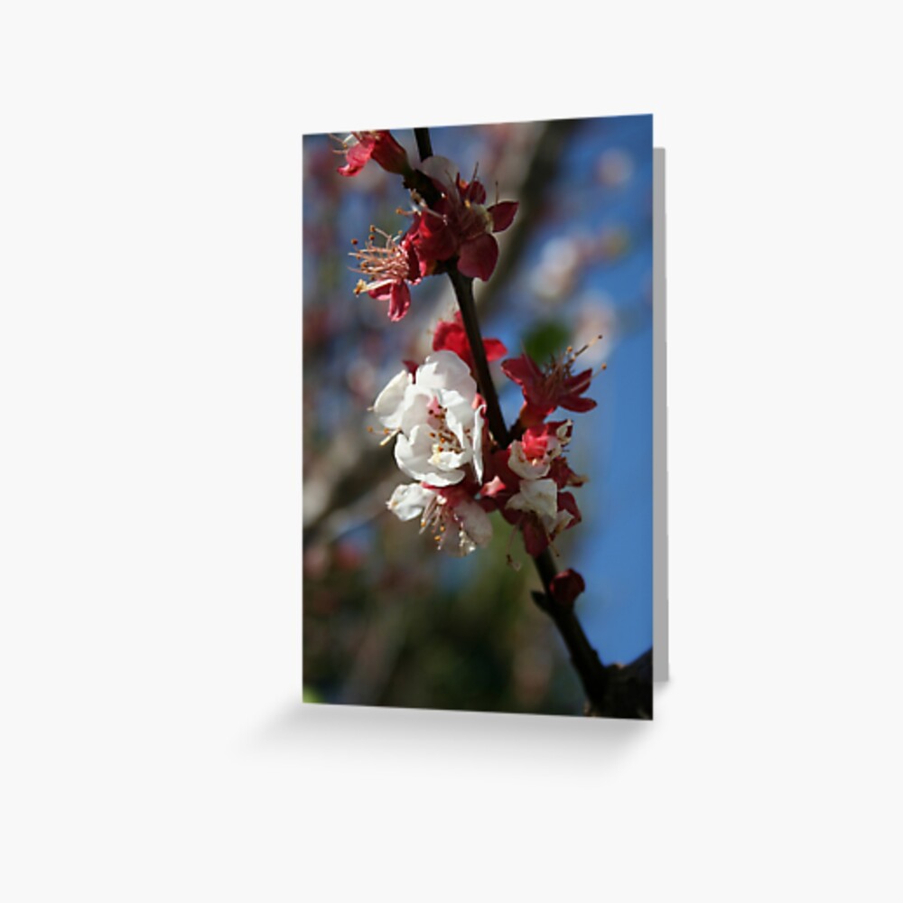 TaicheTees's tweet photo. "Sunlight Embracing Apricot Blossom" #greetingcards  #taiche #redbubble  #apricotblossom #apricot #flowers #blossom #flower #pink #apricottree #newyear  #garden #photography #apricotblossomwhite #nature https://t.co/ekyO8el8eK https://t.co/0aQErAQBbm