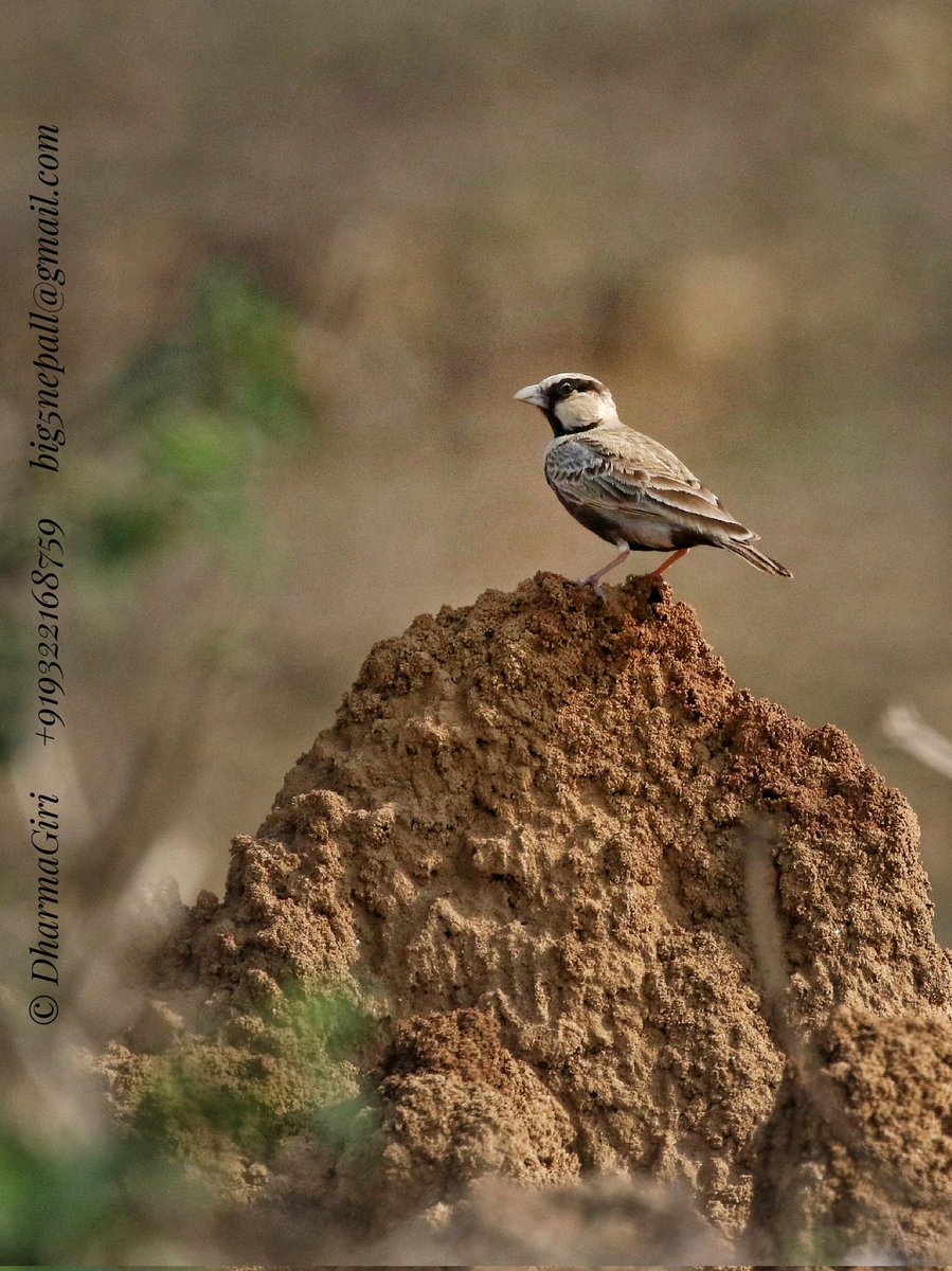 Ashy-crowned Sparrow-Lark
#big5safarisz #little_brown_job #WalkWithMe #naturelover #wildindia #junglesafaris #photochallenge #photography #roadtrips #migration #wings #avianlover #hiddenIndia #birds #nest #ourplanetearth #tribals #natgeowild #onfoot