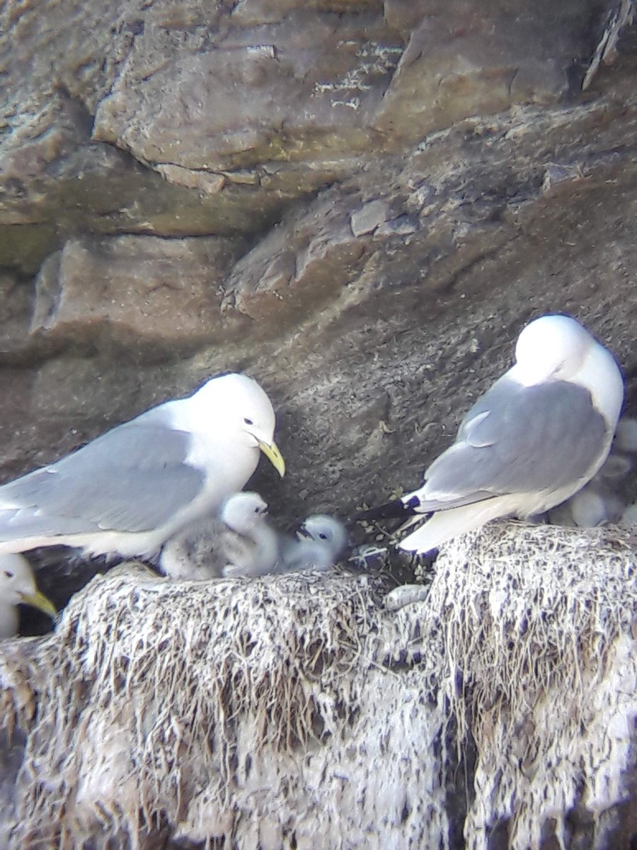 Alice Cousens tweet media