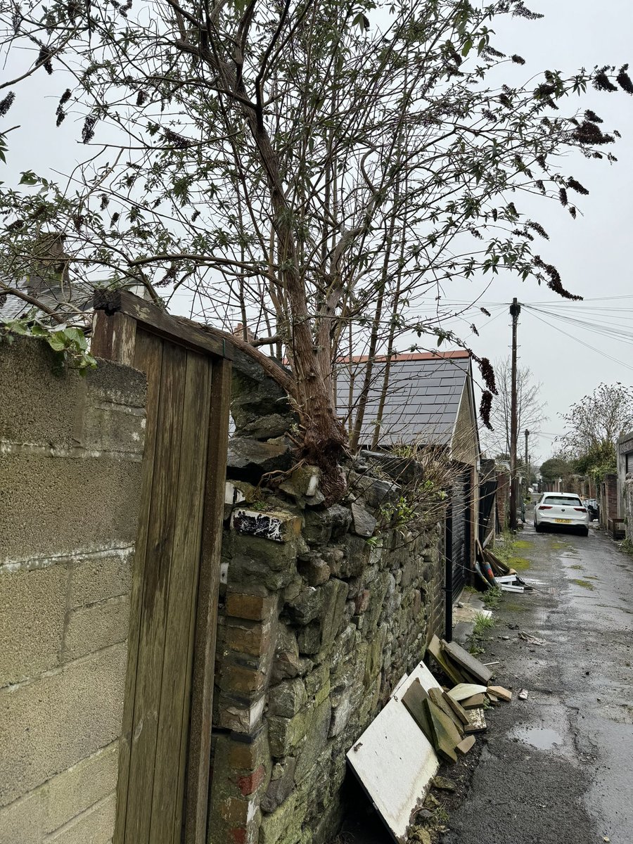 StevePhillips85's tweet image. Checked out the Cardiff rental yesterday, tenant hasn’t mentioned anything about the impending doom to the back wall! 🤦🏻‍♂️