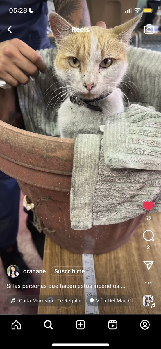 EveHemmel's tweet photo. Gatitos rescatados buscan a su familia!
#IncendiosForestales #Olivar #Valparaiso #RenacaAlto #Quilpue #VillaIndependencia https://t.co/htaThGLVfP