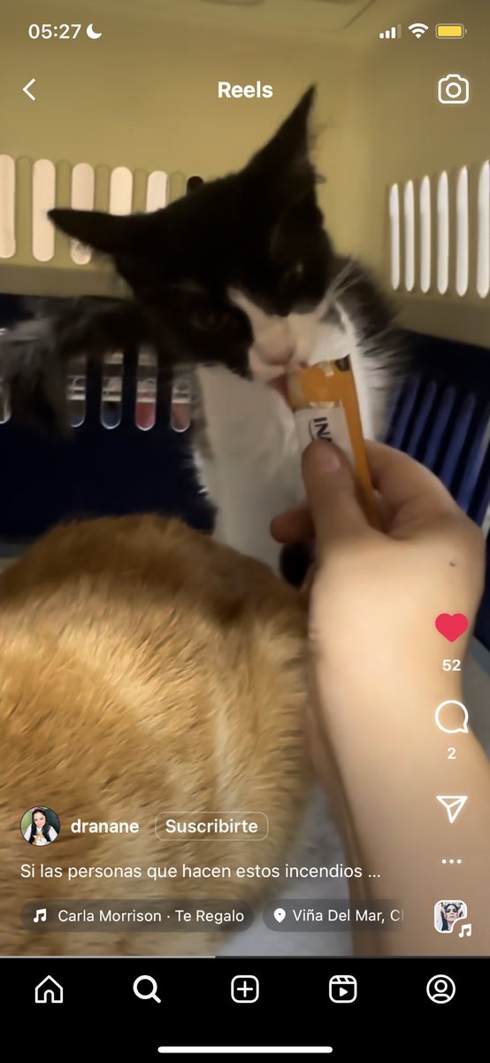 Gatitos rescatados buscan a su familia!
#IncendiosForestales #Olivar #Valparaiso #RenacaAlto #Quilpue #VillaIndependencia